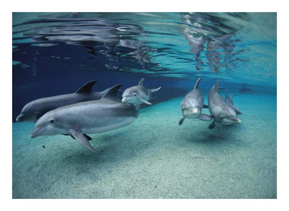 Bottlenose Dolphin group swimming in shallow water, Hawaii-Paper Art-24x17.62”