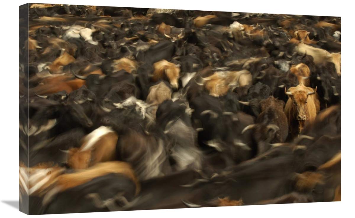 Cattle herded by Chagras during the annual round-up, Andes Mountains, Ecuador-Canvas Art-30x20”