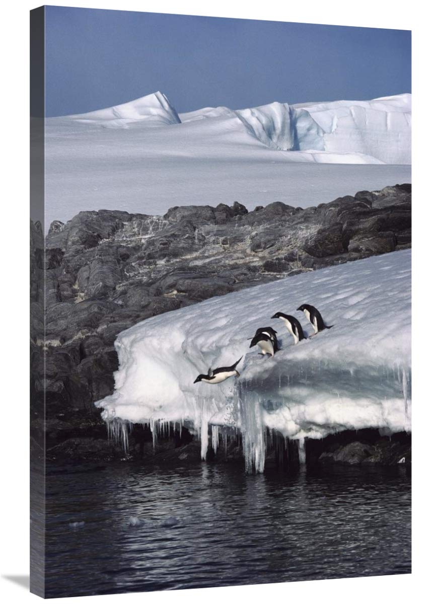 Five Adelie Penguins diving from ice edge into water, Point Martin, Antarctica-Canvas Art-24x36”