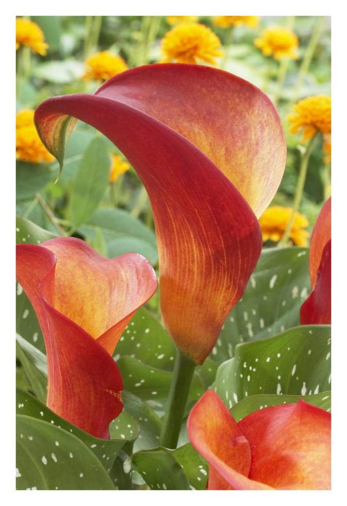 Calla Lily captain safari variety flowers-Paper Art-22x32”