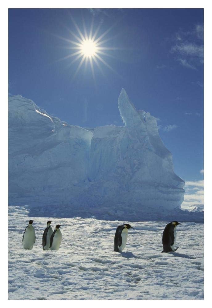Emperor Penguin commuters returning to rookery, Riiser-Larsen Rookery, Weddell Sea, Antarctica-Paper Art-26x38”