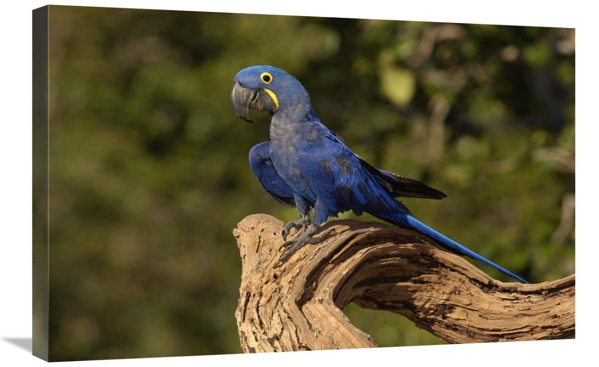 Hyacinth Macaw portrait, Cerrado habitat, Brazil-Canvas Art-30x20”