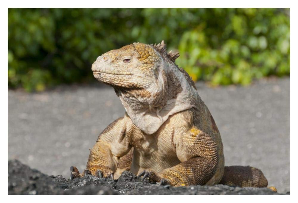 Galapagos Land Iguana basking, Galapagos Islands, Ecuador-Paper Art-38x26”