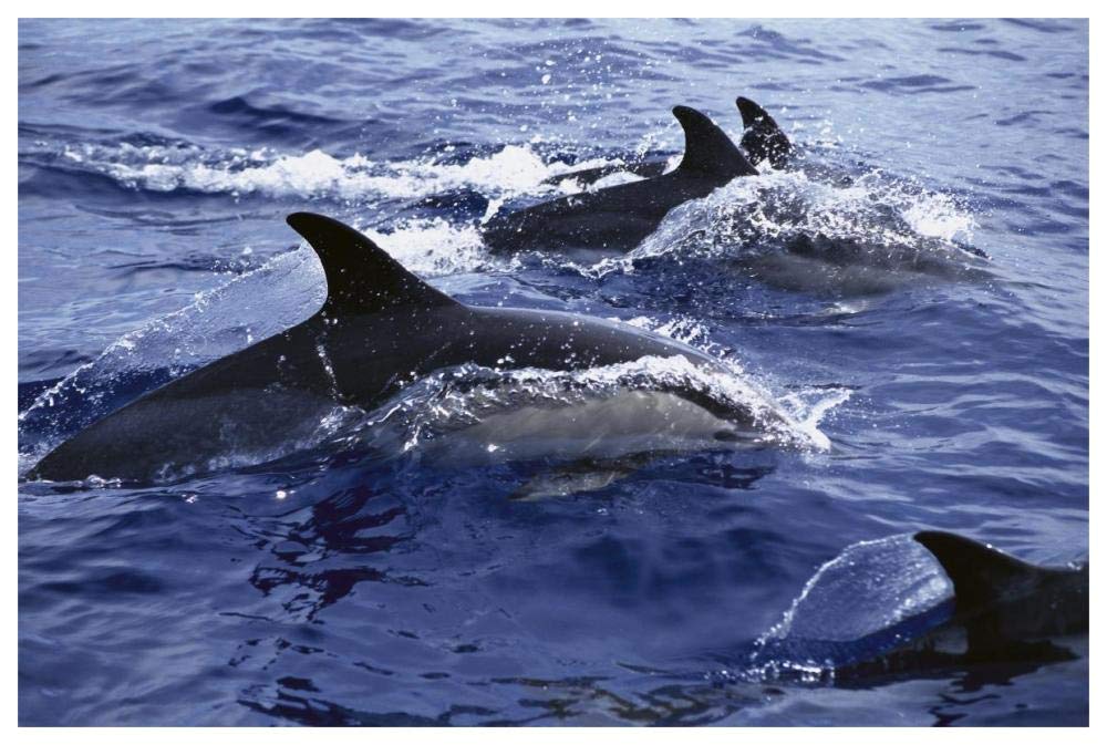 Common Dolphin pod swimming at surface-Paper Art-62x42”