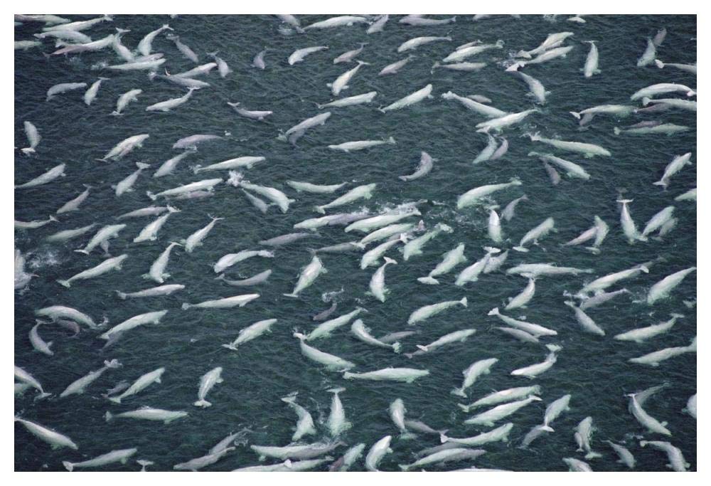 Beluga whale, hundreds swim and molt in freshwater shallows, NWT, Canada-Paper Art-50x34”