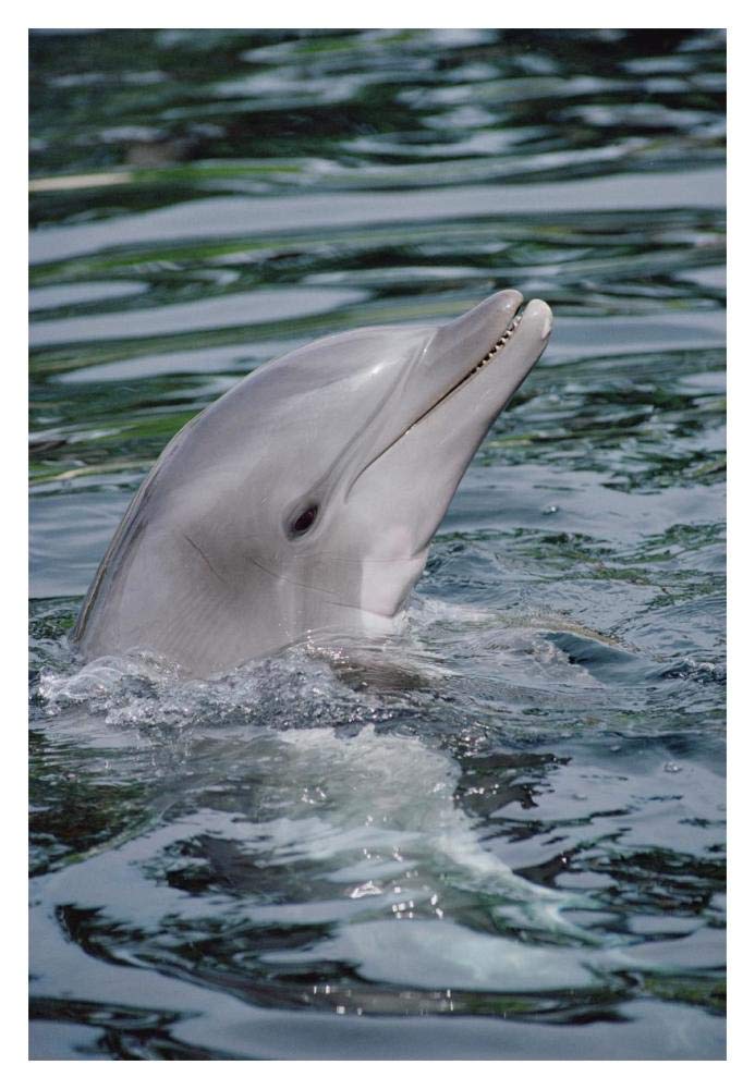Bottlenose Dolphin portrait-Paper Art-14x20”