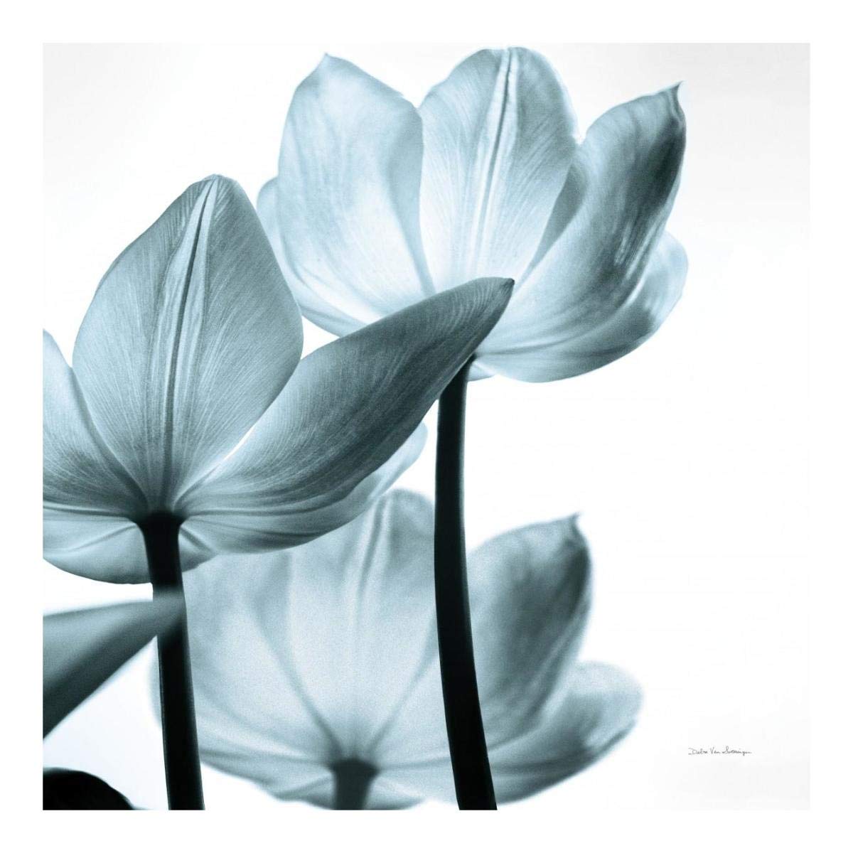 Translucent Tulips III Sq Aqua -Paper Art-20x20”