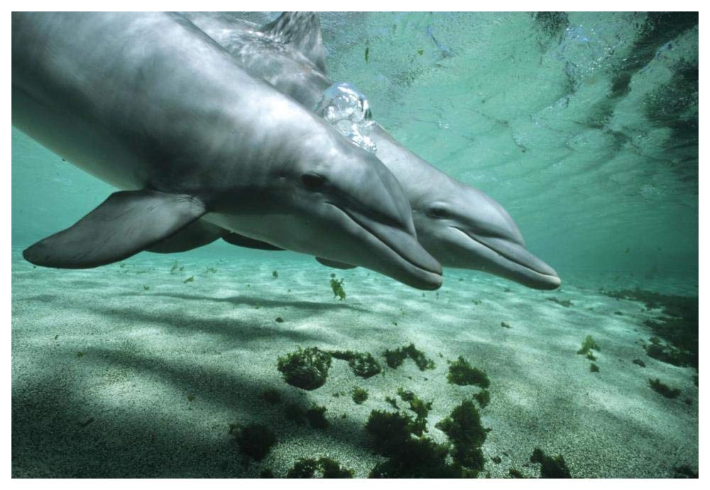 Bottlenose Dolphin pair underwater, Hawaii-Paper Art-62x42”