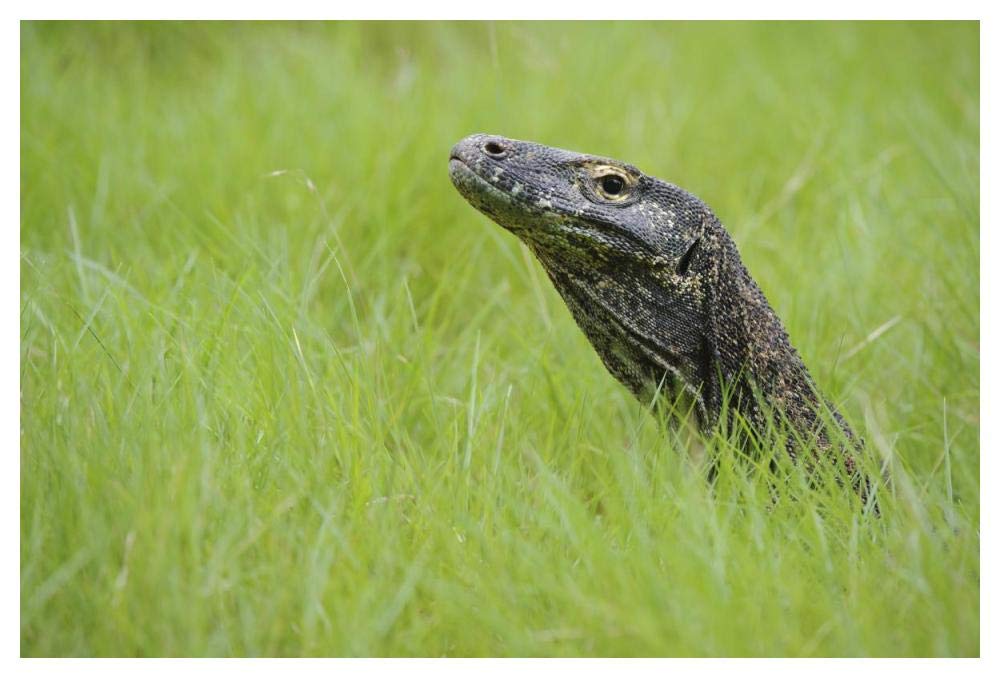 Komodo Dragon in grass, Nusa Tenggara, Indonesia-Paper Art-50x34”