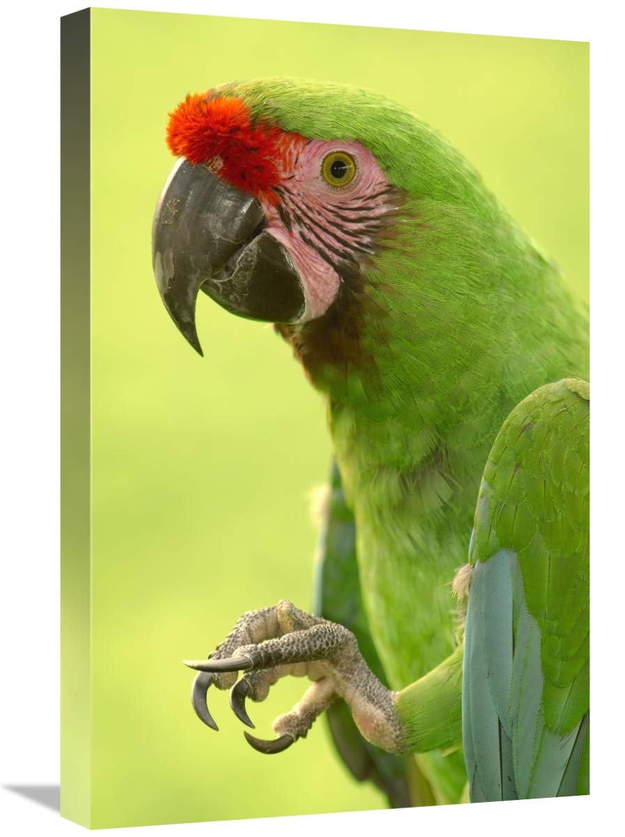 Military Macaw portrait, Amazon rainforest, Ecuador-Canvas Art-16x24”