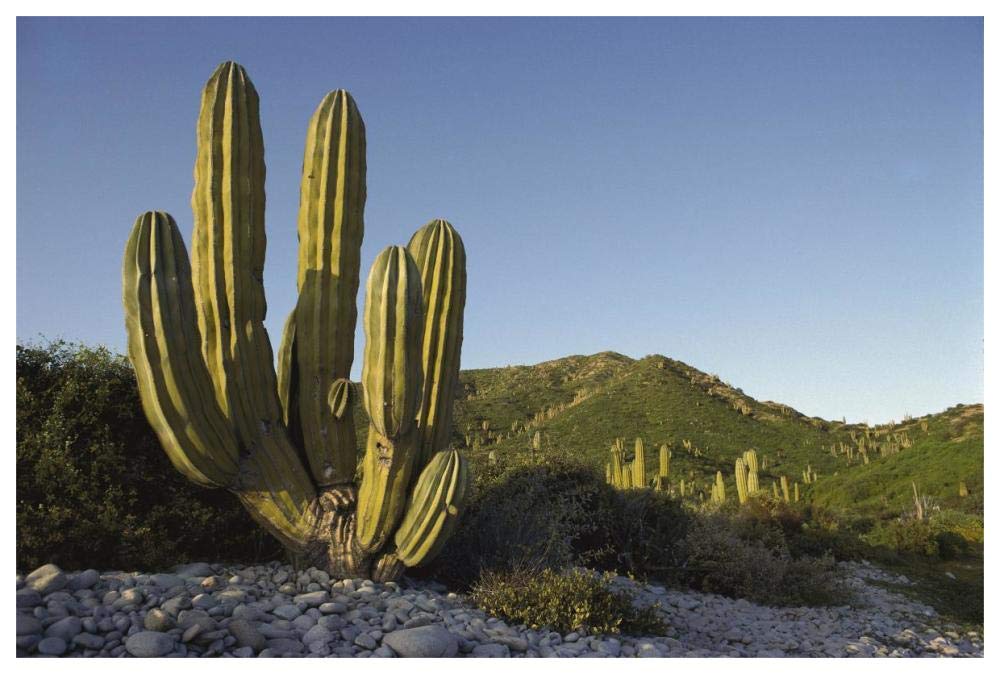 Giant Cardon cactus Santa Catalina Island, Sea of Cortez, Baja California, Mexico-Paper Art-62x42”