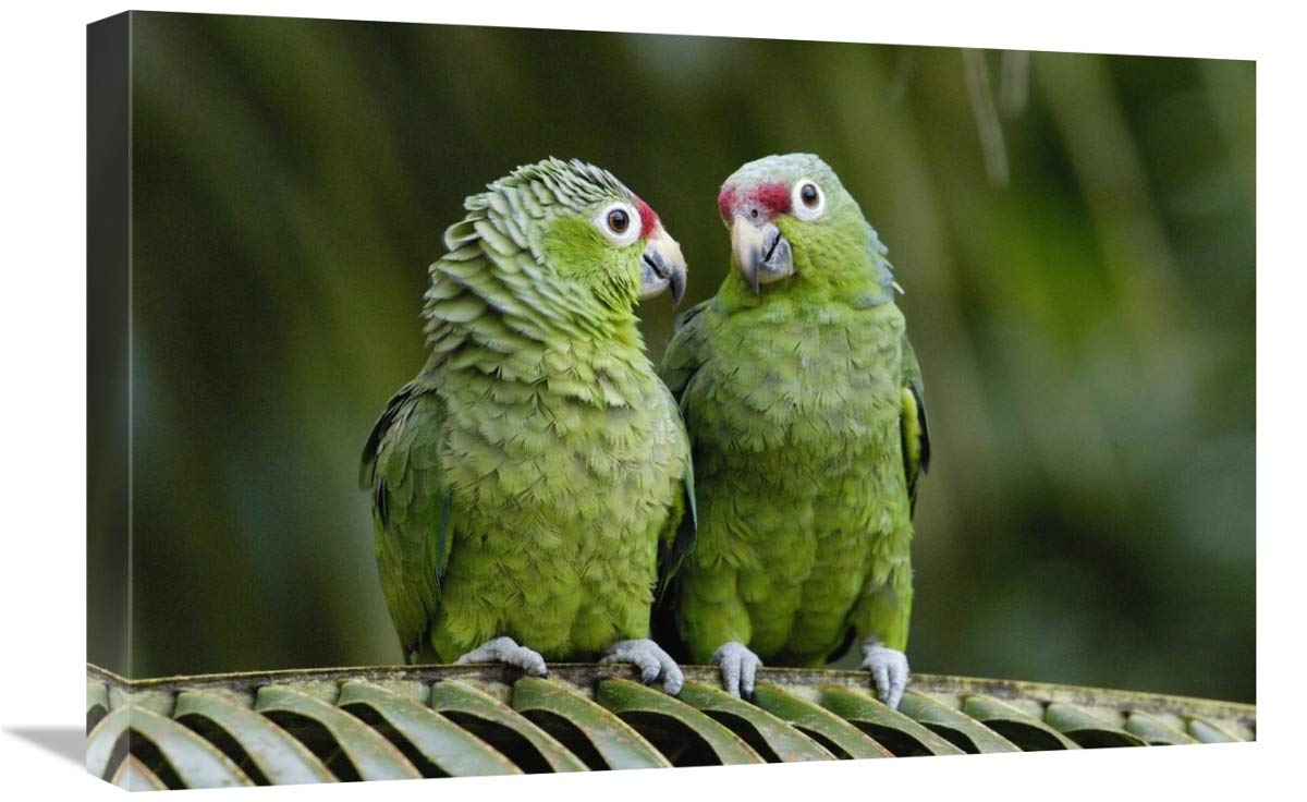 Red-lored Parrot pair sitting on branch, Ecuador-Canvas Art-24x16”