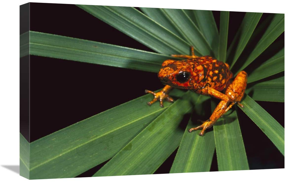 Splendid Poison Dart Frog on Bromeliad, Dorango Esmeraldas Provincia, Ecuador-Canvas Art-24x16”