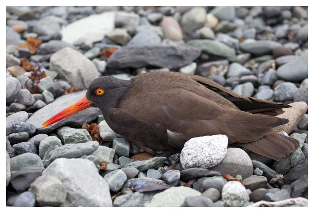 Black Oystercatcher using broken-wing display to lure intruders away from the nest, Icy Bay, Wrangell-St. Elias National Park, Alaska-Paper Art-50x34”