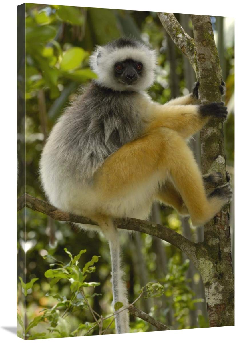 Diademed Sifaka , Mantadia National Park, Madagascar-Canvas Art-24x36”
