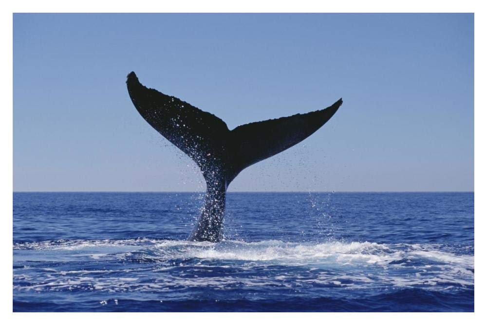Humpback Whale tail lobs, Maui, Hawaii-Paper Art-20x14”