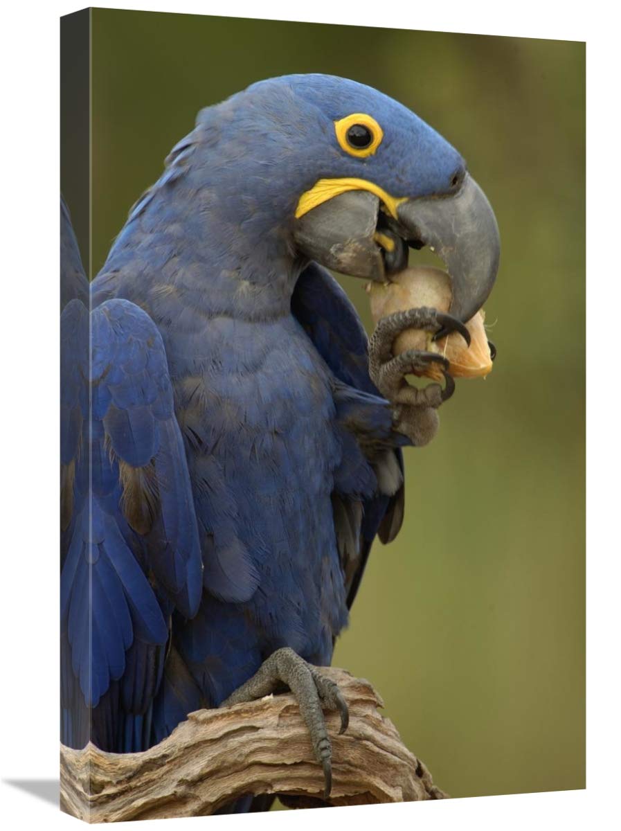 Hyacinth Macaw in Cerrado habitat eating Piassava Palm nuts, Brazil-Canvas Art-16x24”
