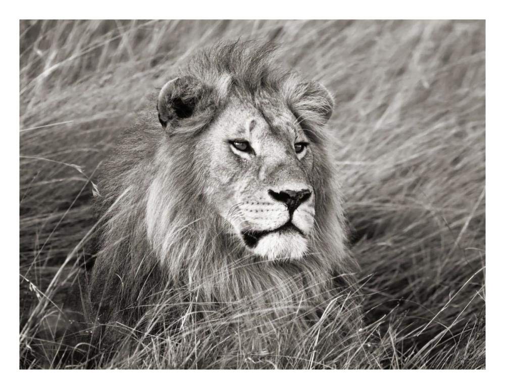 African lion, Masai Mara, Kenya-Paper Art-26x20”