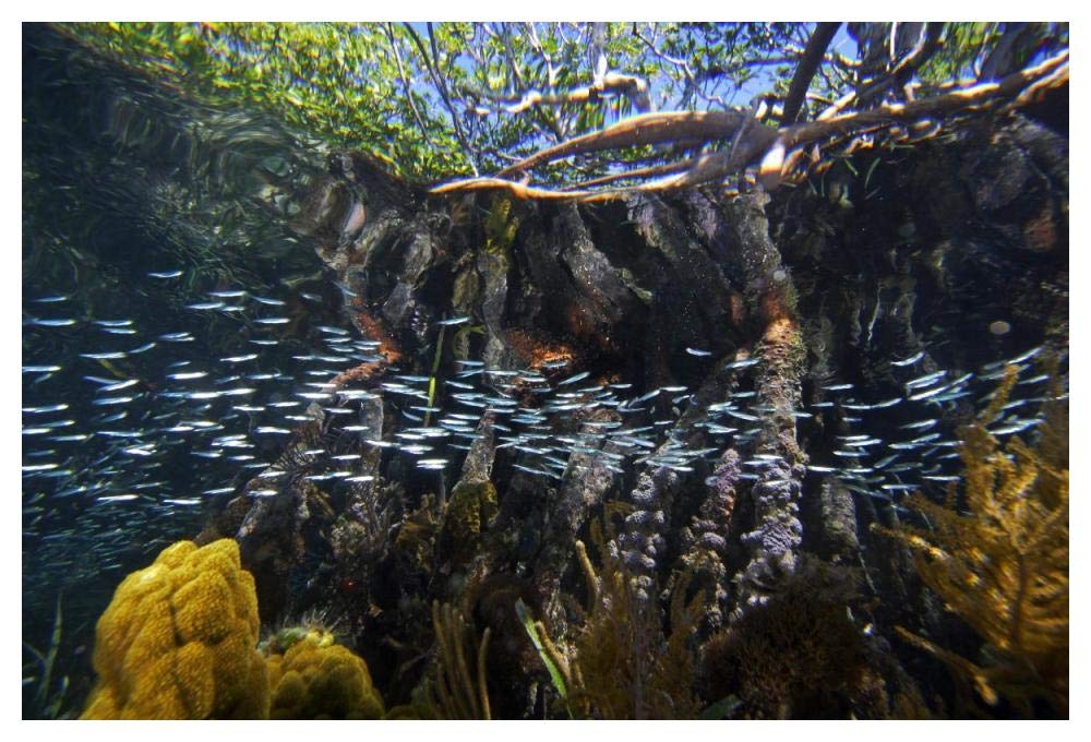 Red Mangrove aerial roots providing shelter for school of small fish, Carrie Bow Cay, Belize-Paper Art-50x34”