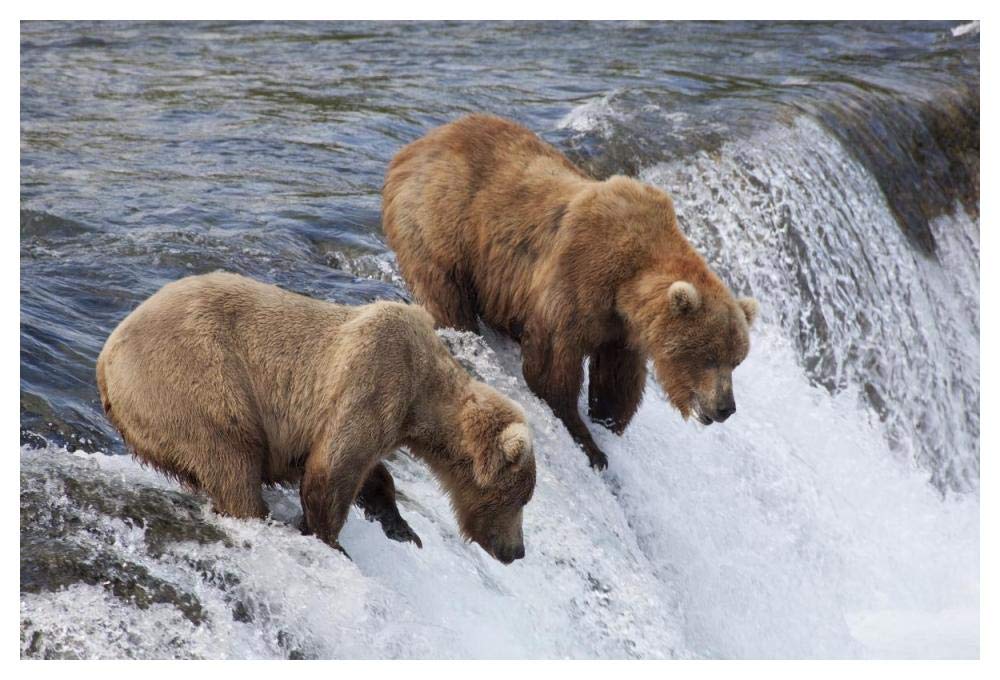Grizzly Bear males waiting for salmon at Brooks Falls, Katmai National Park, Alaska-Paper Art-50x34”
