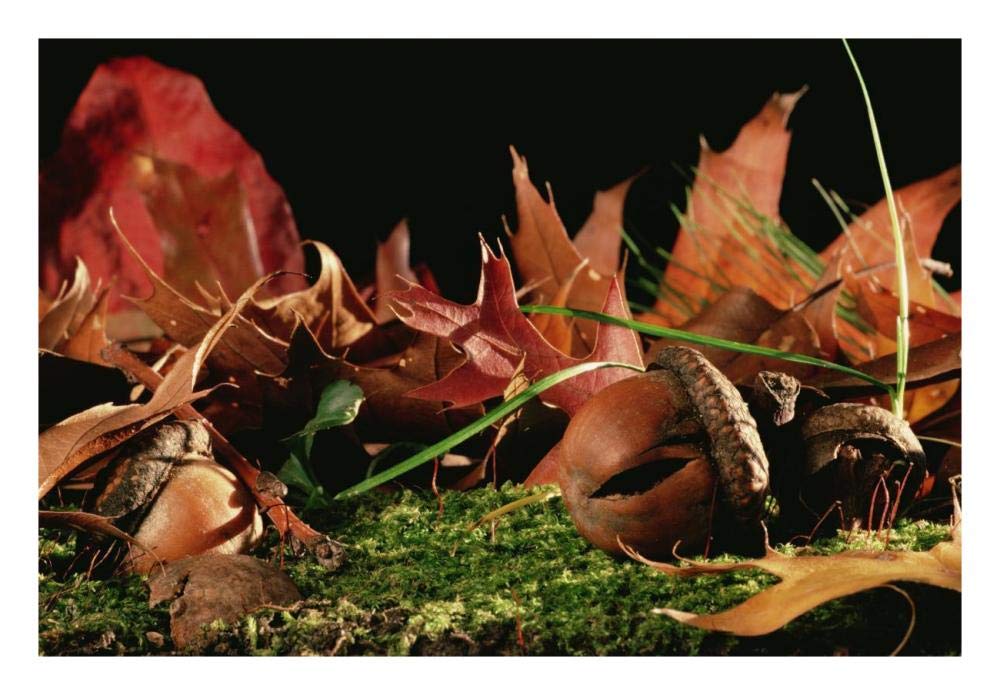 Northern Red Oak tree with acorns, Massachusetts-Paper Art-26x18”