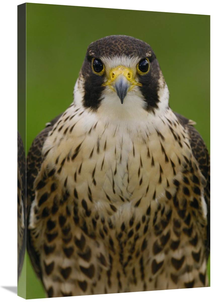 Peregrine Falcon portrait, Ecuador-Canvas Art-20x30”
