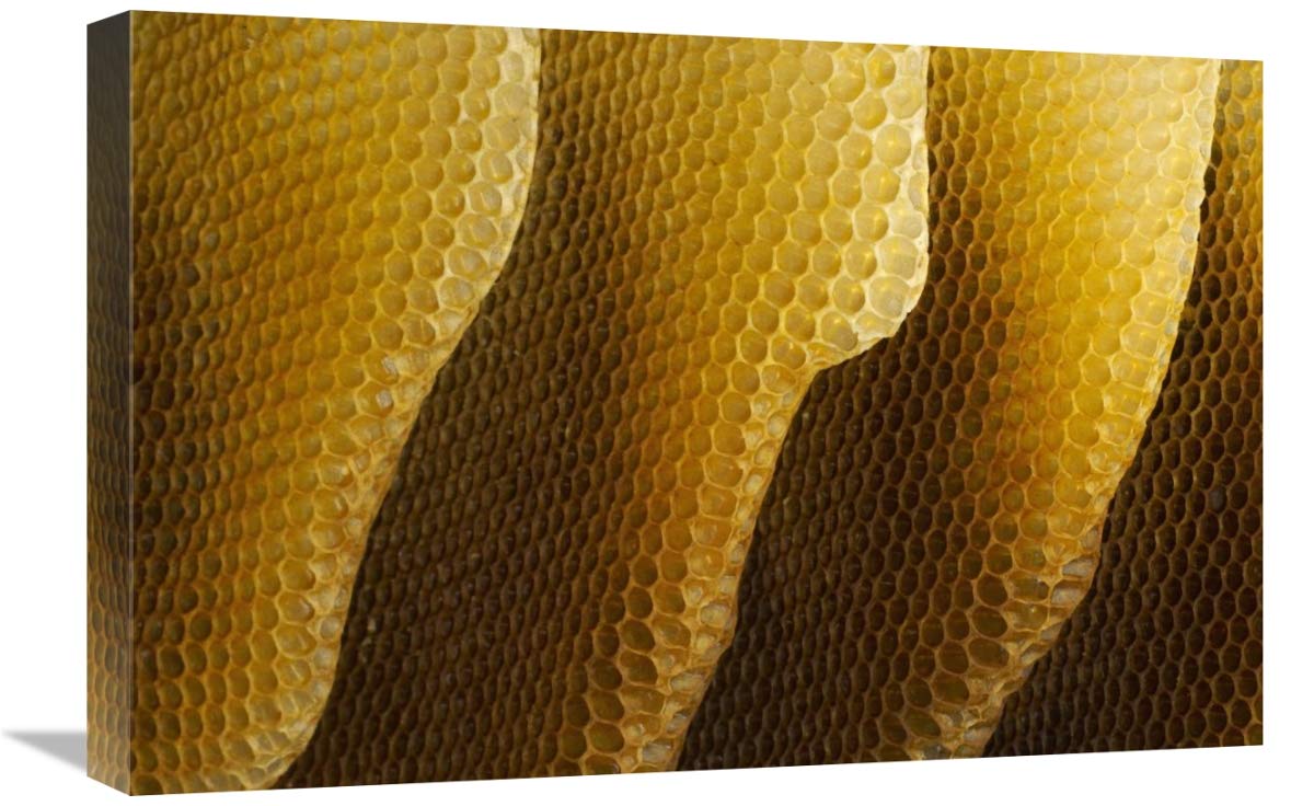 Honey Bee honeycombs, Germany-Canvas Art-24x16”