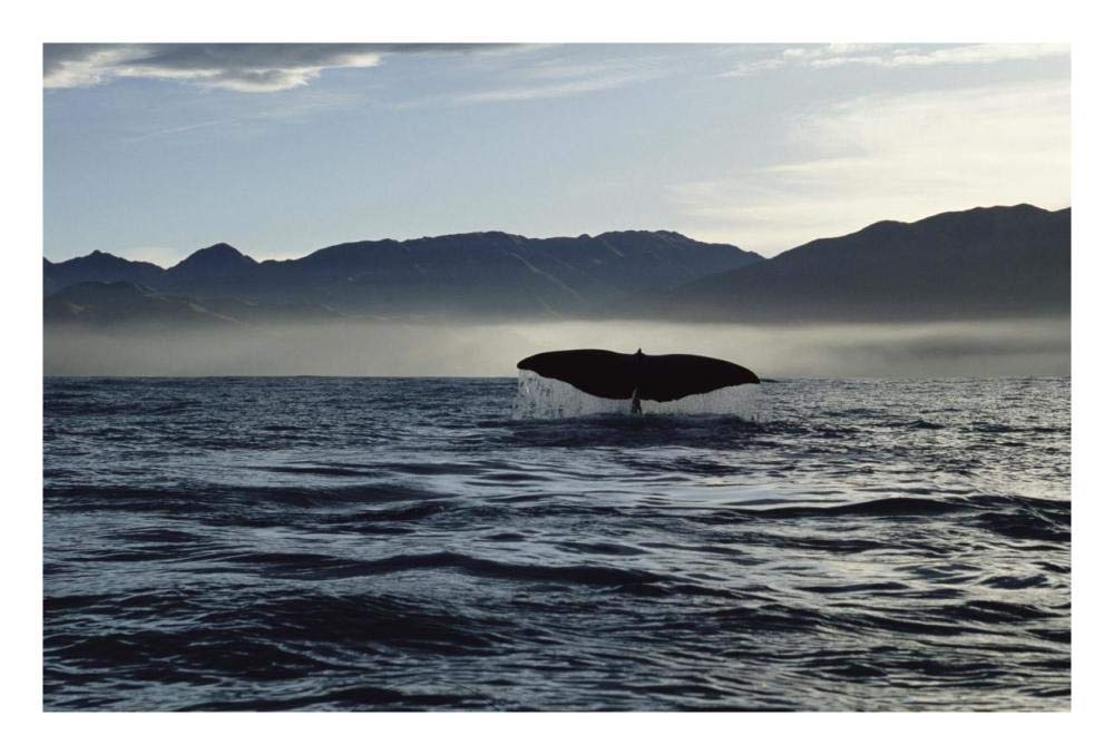 Sperm Whale tail, New Zealand-Paper Art-26x18”