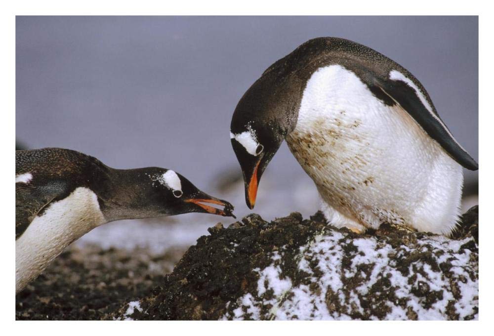 Gentoo Penguin nesting adults rebuild pebble nest, Aitcho Island, South Shetland Islands, Antarctica-Paper Art-32x22”