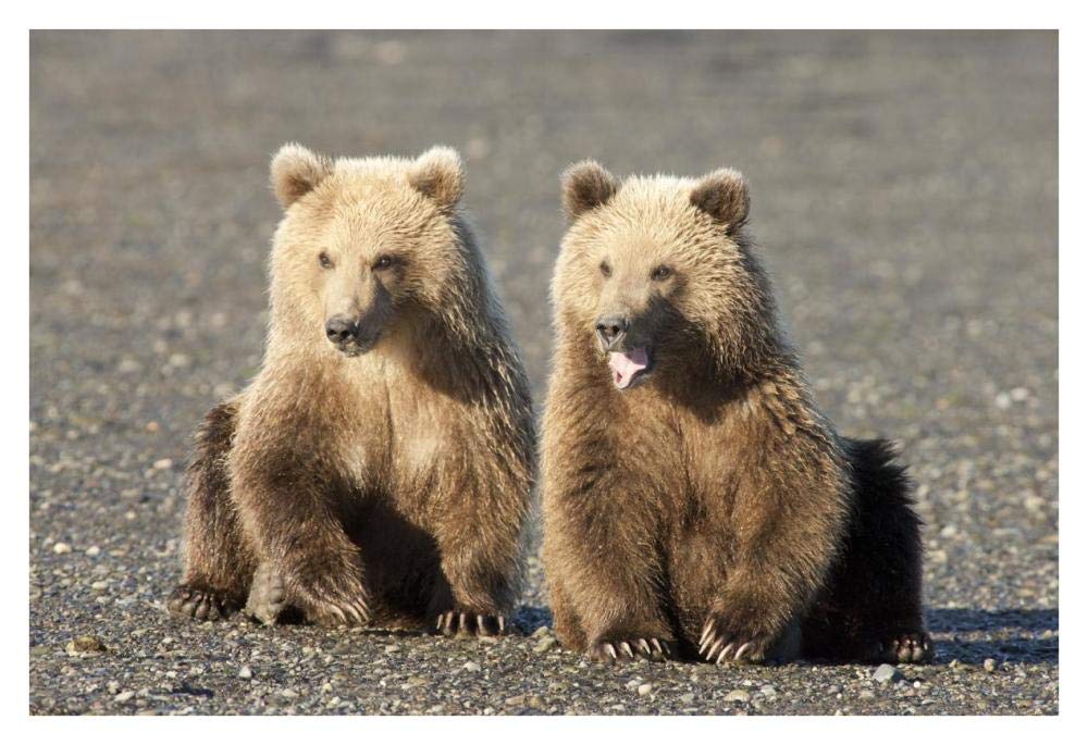 Grizzly Bear cubs, one yawning, Katmai National Park, Alaska-Paper Art-38x26”