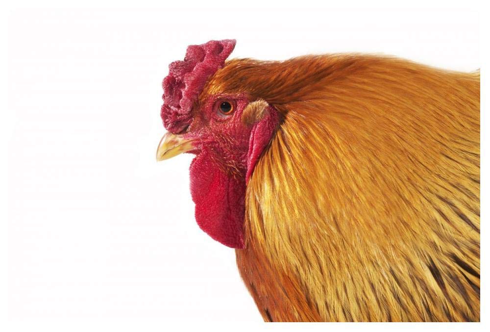 Domestic Chicken, Partridge Brahma, cockerel, close-up of head-Paper Art-50x34”