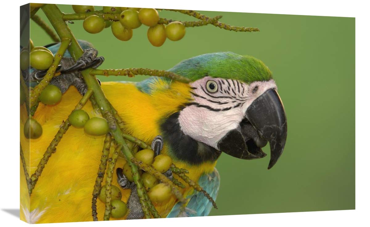 Blue and Yellow Macaw feeding on palm fruit, South America-Canvas Art-30x20”