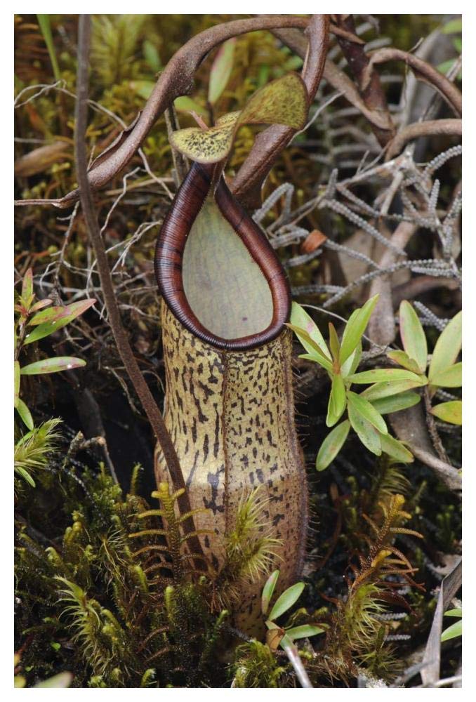 Pitcher Plant pitcher, Kelantan, Malaysia-Paper Art-34x50”