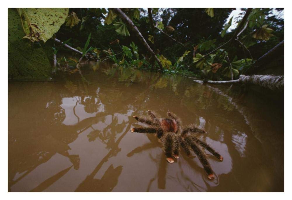 Peruvian Pinktoe Tarantula, Peru-Paper Art-38x26”