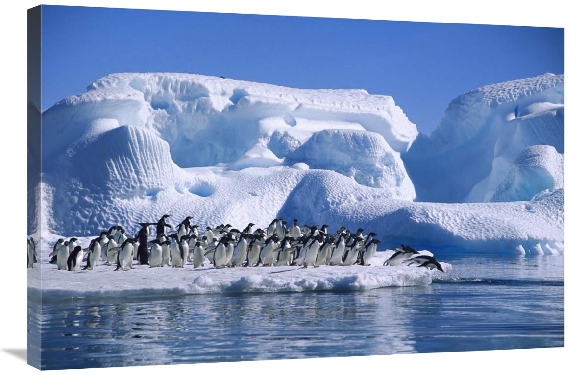 Adelie Penguins diving from icefloe in Hope Bay, Antarctica-Canvas Art-36x24”