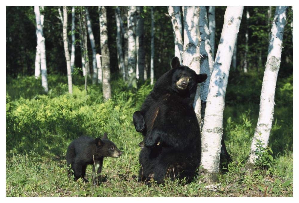 Black Bear sow scratching on Birch tree with cub watching, North America-Paper Art-50x34”