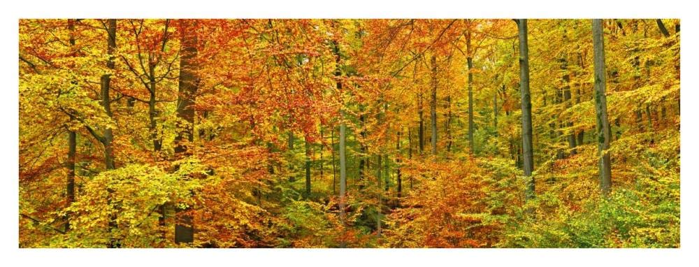 Beech forest in autumn, Kassel, Germany-Paper Art-38x14”