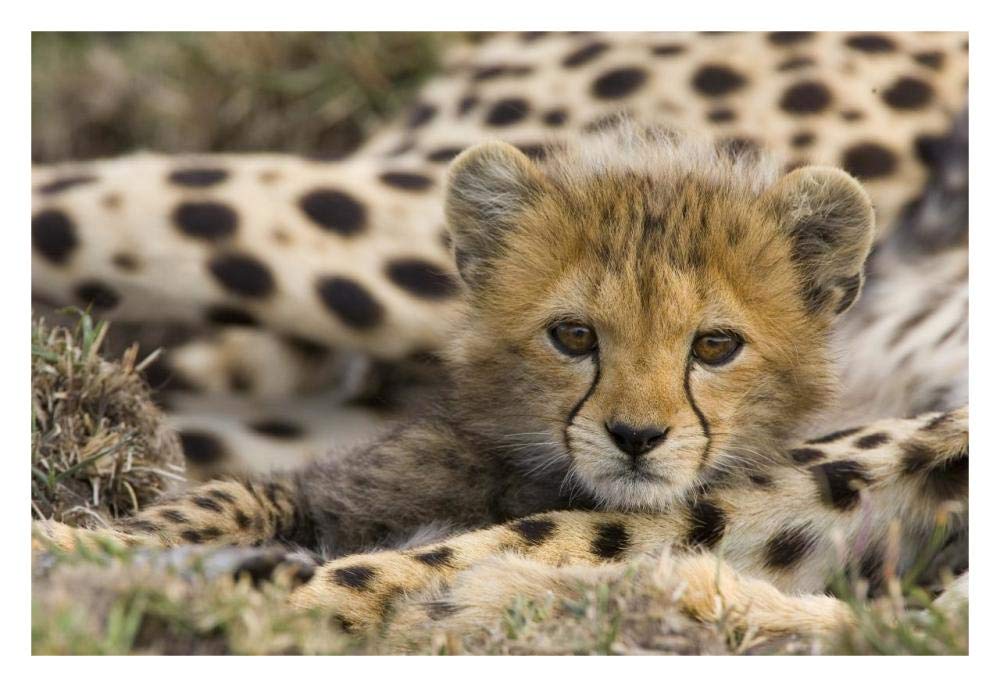 Cheetah cub portrait, Maasai Mara Reserve, Kenya-Paper Art-32x22”