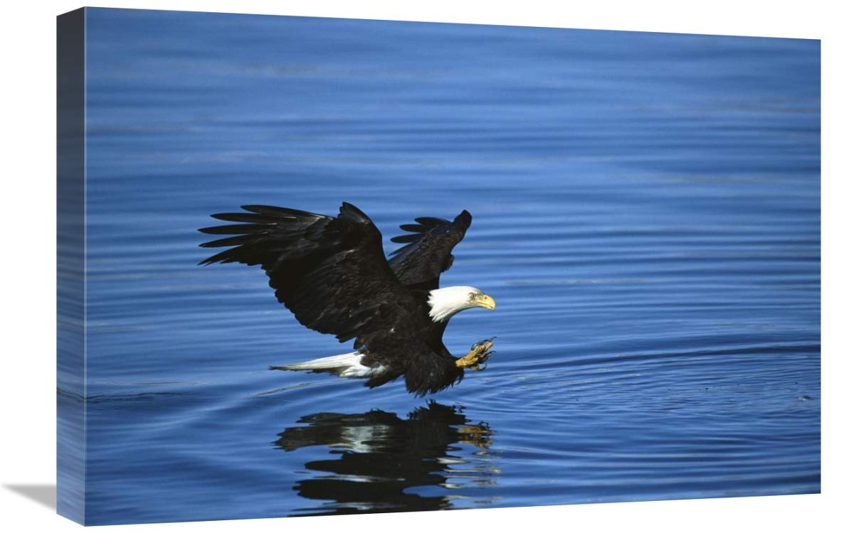 Bald Eagle striking at fish, Kenai Peninsula, Alaska-Canvas Art-24x16”