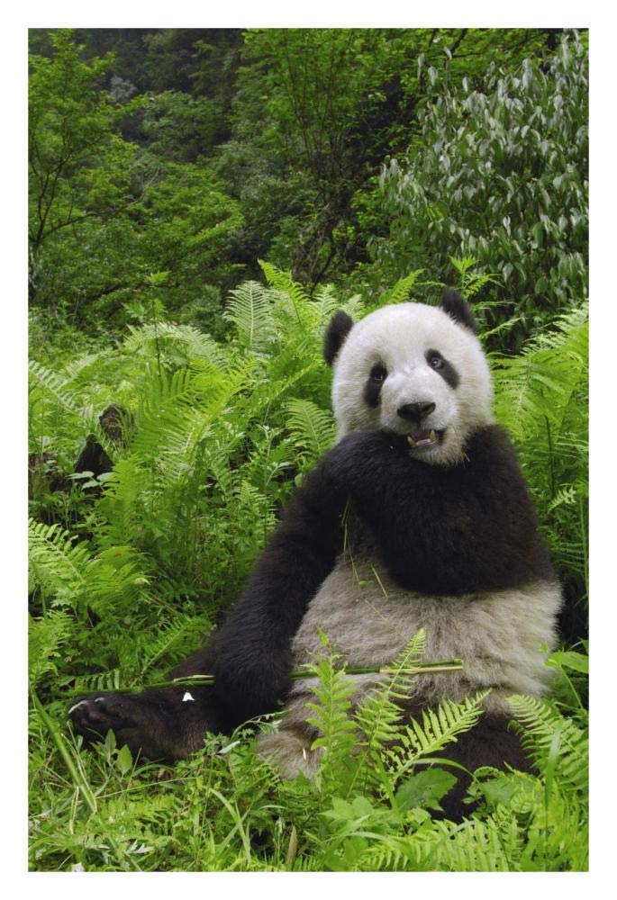 Giant Panda eating bamboo, Wolong Nature Reserve, China-Paper Art-22x32”