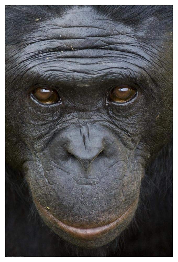 Bonobo portrait, native to Africa-Paper Art-34x50”