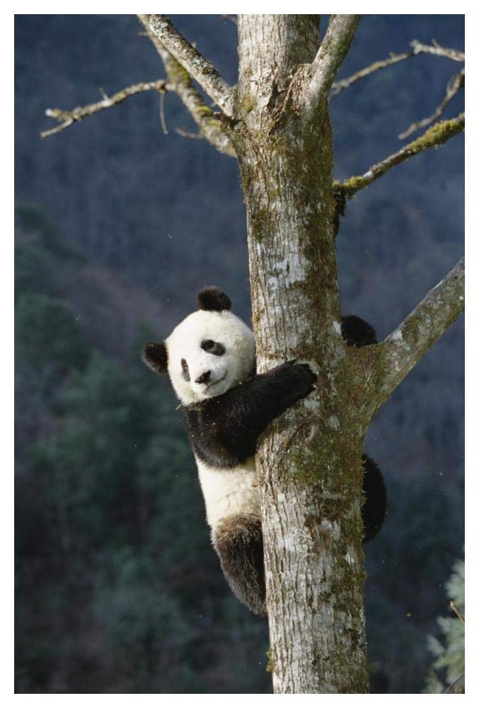 Giant Panda climbing tree, Wolong Valley, China-Paper Art-34x50”