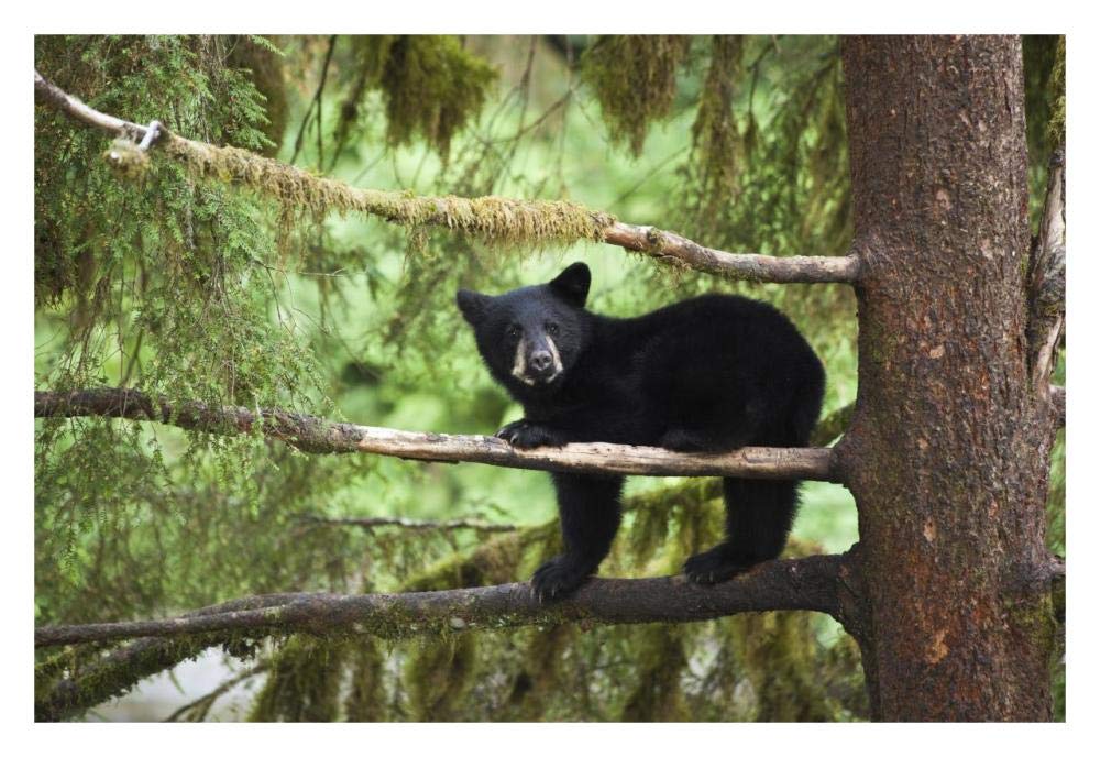 Black Bear cub in tree along Anan Creek, Tongass National Forest, Alaska-Paper Art-32x22”