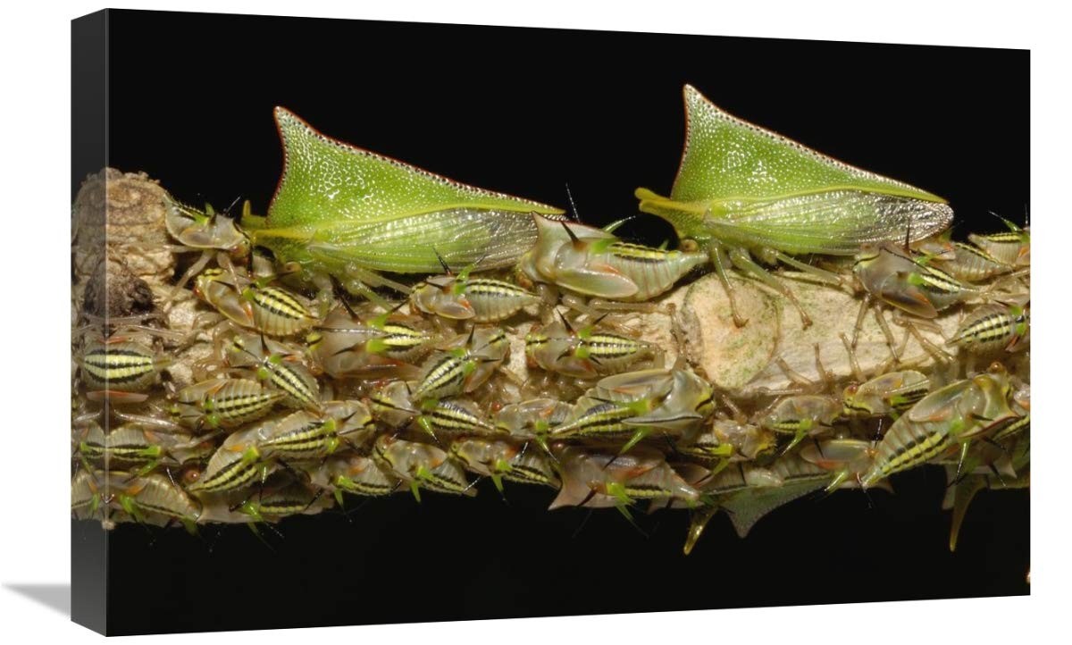 Treehopper adults and nymphs, Mindo cloud forest,  Andes, Ecuador-Canvas Art-24x16”