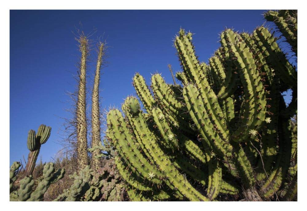 Organ Pipe Cactus, El Vizcaino Biosphere Reserve, Mexico-Paper Art-32x22”