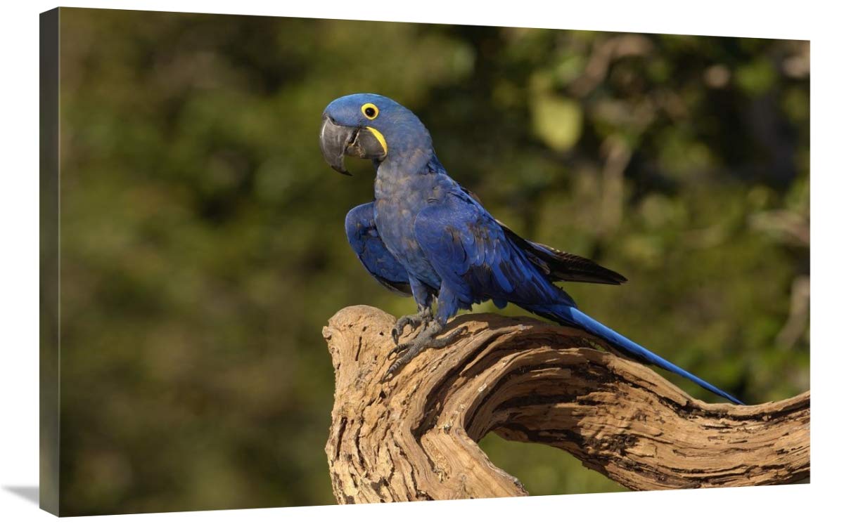 Hyacinth Macaw portrait, Cerrado habitat, Brazil-Canvas Art-36x24”