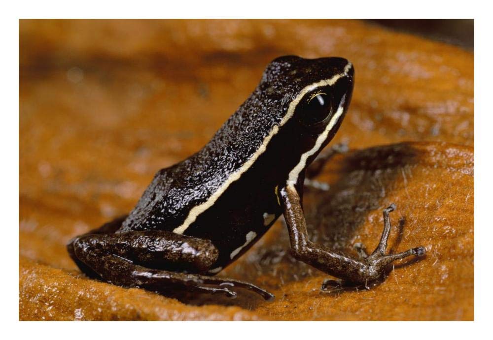 Poison Dart Frog portrait, Napo River area, Amazonia, Ecuador-Paper Art-26x18”