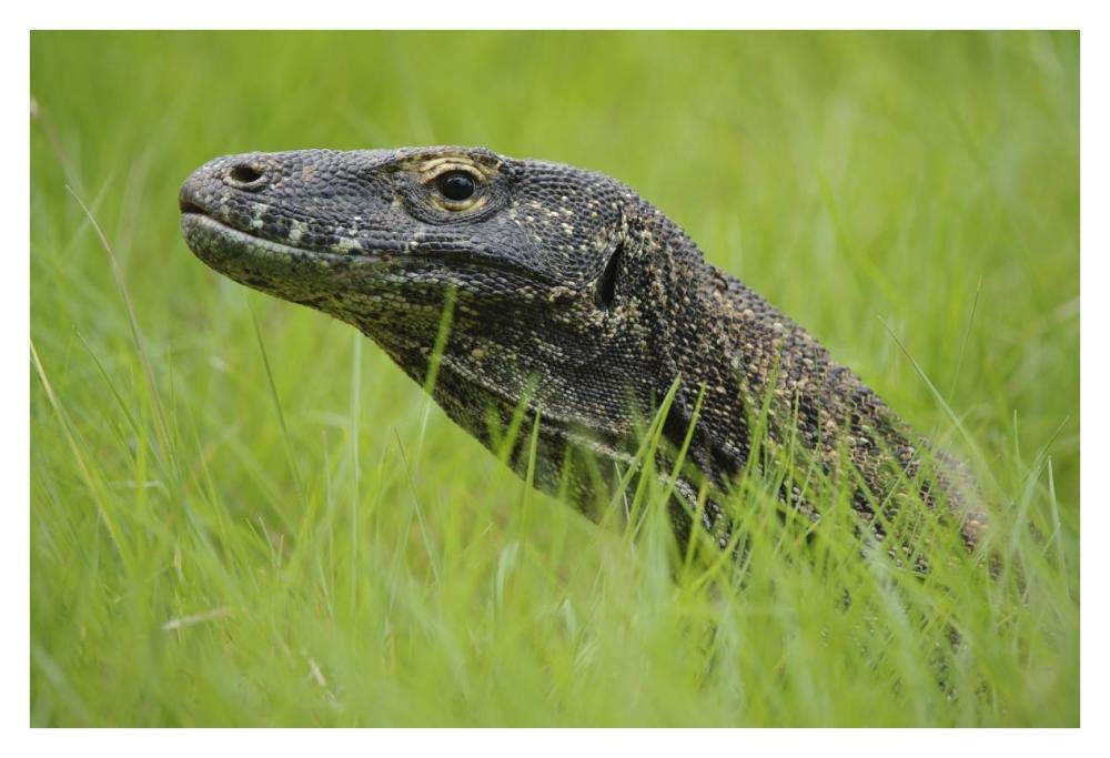 Komodo Dragon in grass, Nusa Tenggara, Indonesia-Paper Art-38x26”
