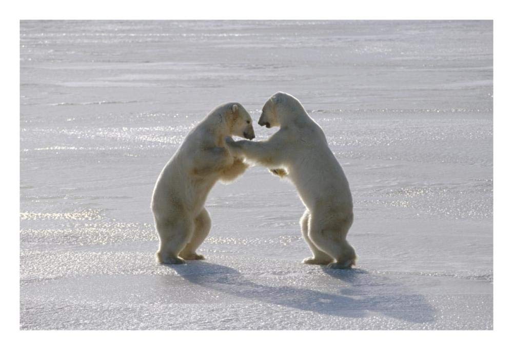 Polar Bear pair sparring, Churchill, Manitoba, Canada-Paper Art-26x18”