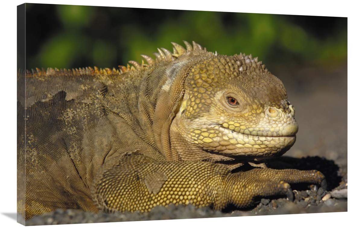 Galapagos Land Iguana , Urbina Bay, Isabella Island, Galapagos Islands, Ecuador-Canvas Art-36x24”